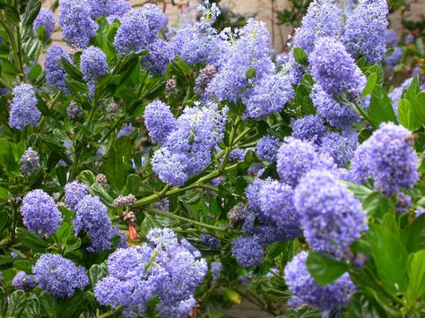 The 10 Best Plants for Your Pacific Northwest Garden Kangaroo Pictures, Pacific Northwest Plants, Pnw Plants, Portland Garden, Pnw Garden, Pacific Northwest Garden, Northwest Garden, Drought Tolerant Garden, Drought Tolerant Landscape