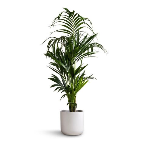 White Vase Plant, Plants Interior Decor, Plant With White Background, Bedroom Plants Decor Ideas, Plant For Room, Plants For Room, White Planters Indoor, Plant White Background, Pot Aesthetic