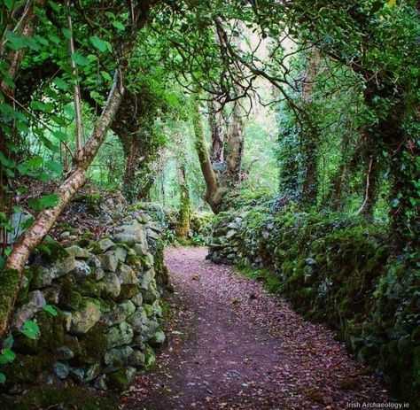 Irish Archaeology on Twitter: "Sylvan way.......an old stone walled laneway in Co Roscommon… " Roscommon Ireland, Castle Plans, Ancient Ireland, The Road Not Taken, The Secret Book, Fairy Doors, Emerald Isle, Art Nouveau Jewelry, Old Stone