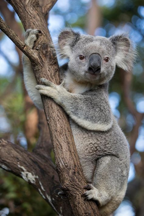 The Wombats, Australia Immigration, Australia Animals, 강아지 그림, Australian Animals, Wildlife Conservation, Koala Bear, Animal Photo