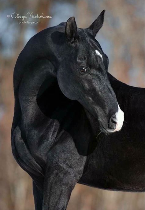 Intelligence, speed and endurance with a distinctive metallic sheen. Horse Senior Pictures, All Horse Breeds, Akhal Teke Horses, Wild Animals Photos, Thoroughbred Horse Racing, Akhal Teke, Black Horses, Most Beautiful Horses, Friesian Horse