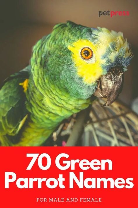 Here is the list of most popular green parrot names. Find the perfect name for your green parrot that is suitable for both males and females. Green Bird Names Ideas, Parrot Names, Budgie Names, Green Parrot Bird, Bird Names, Green Budgie, Conure Bird, Names Male, Male Vs Female