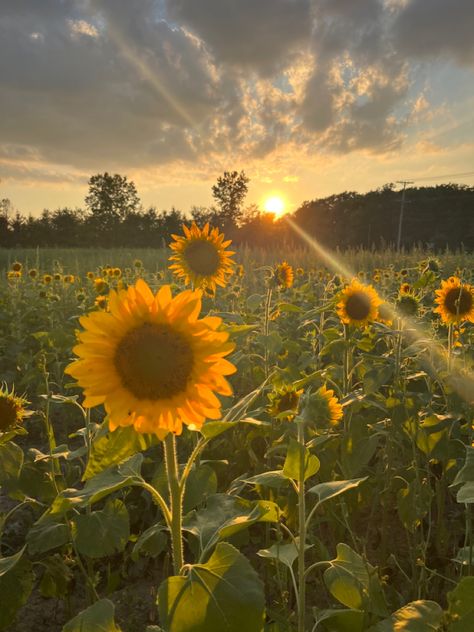 Aesthetic Flowers Sunflower, Sun Flower Asethic, Garden Field Aesthetic, Aesthetic Photography Flowers, Fields Of Flowers Aesthetic, Pretty Sun Pictures, Flower Field Yellow, Sunflower Fields Aesthetic, Wild Flower Field Aesthetic