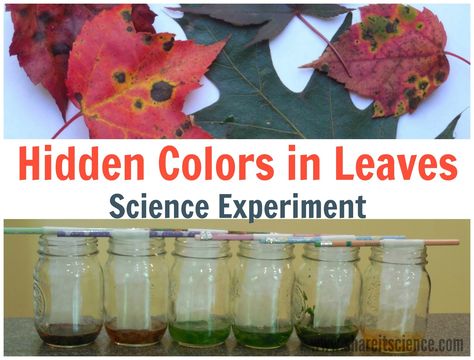 Leaf Pigment Science Experiment Leaf Science Experiments, Fall Leaf Science, 6th Grade Science Projects, Why Do Leaves Change Color, Leaf Science, Kids Stem Activities, Fall Science, Science Stem, Math Activities For Kids