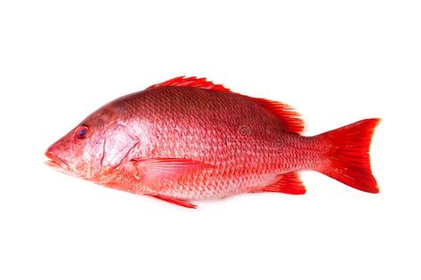 Red Snapper Drawing, Competition Painting, Red Snapper Fish, Fish Mosaic, Fish Images, Snapper Fish, Ikan Air Tawar, White Studio Background, Fish Species