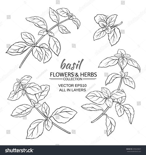 Basil Drawing Simple, Basil Plant Drawing, Basil Leaf Drawing, Basil Plant Tattoo, Basil Tattoo Simple, Basil Leaf Tattoo, Basil Tattoo, Basil Drawing, Basil Illustration