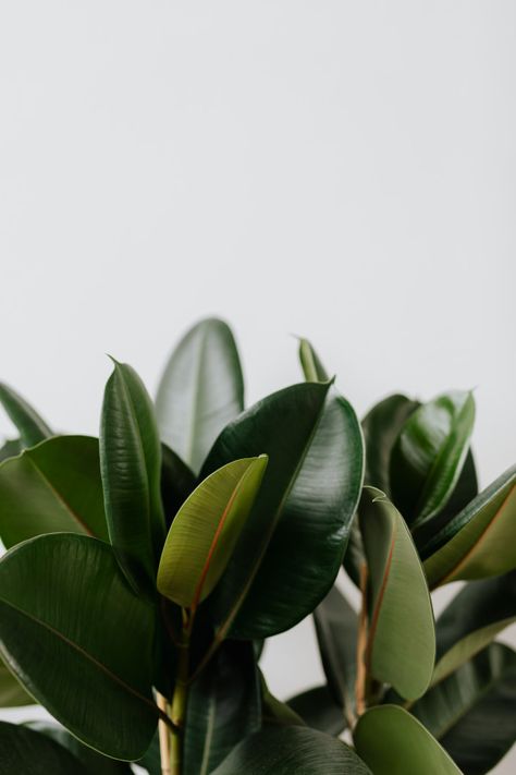 ficus-elastica-robusta Ficus Plant, Ficus Elastica, Plant Photography, Wallpaper Nature Flowers, Plant Wallpaper, Plant Aesthetic, Graphic Wallpaper, Minimalist Wallpaper, Green Life