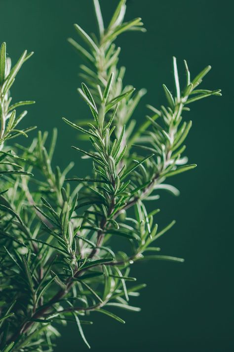 Fresh rosemary from my garden Rosemary Plant Aesthetic, Herb Aesthetic, Rosemary Photography, Rosemary Aesthetic, Herbs Photography, Herb Photography, Rosemary Garden, Rosemary Tree, Rosemary Honey