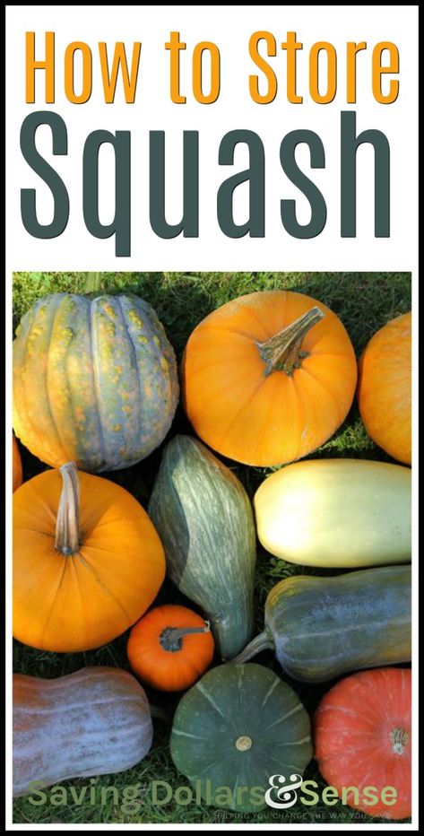 Types Of Squash Winter, Squash Identification, Storing Squash, Planting Squash, Garden Squash, Homesteading Garden, Types Of Squash, Winter Squash Varieties, Growing Squash