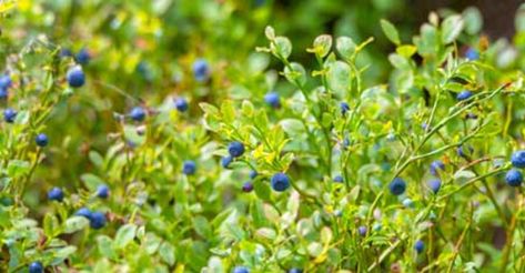 Blueberry Hedge, Hedge Apples Uses, Arborvitae Landscaping, Hedge Apples, Blueberry Gardening, Flower Hedge, Types Of Shrubs, Blueberry Plant, Garden Hedges