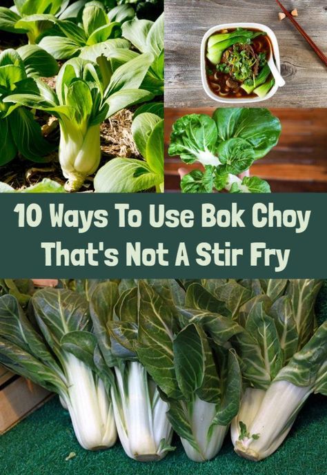 10 Ways To Use Bok Choy That's Not A Stir Fry Bol Choy Side, How To Cook Boch Choy, Bock Choy Stir Fry Recipes, Book Choy In Ramen, Back Choy Recipe, Recipe Bokchoy Stirfry, Pal Choi Recipes, Pak Choi Recipes, How To Cook Book Choy