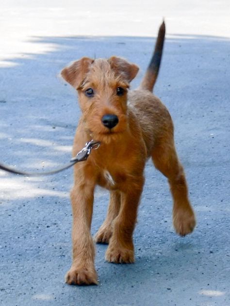 Irish pup. Irish Terrier Puppies, Lakeland Terrier, Welsh Terrier, Irish Terrier, Terrier Breeds, Irish Wolfhound, Terrier Puppy, Airedale Terrier, Pit Bull Terrier