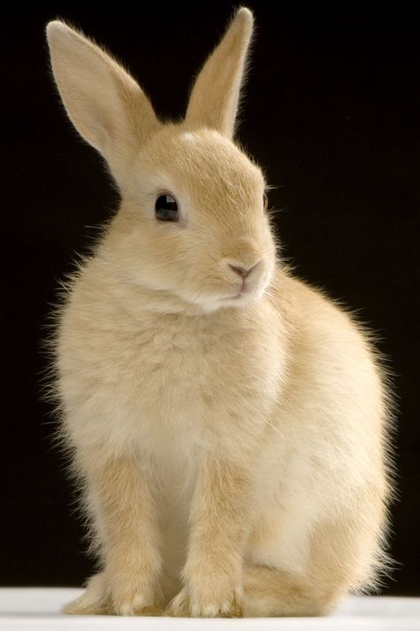 Cute Bunny Photography, Bunny Close Up, Bunnies Reference, Bunny Front View, Rabbits Reference, Rabbit Head Reference, Rabbit Lying Down, Bunny Looking Up, Bunny Reference Photos