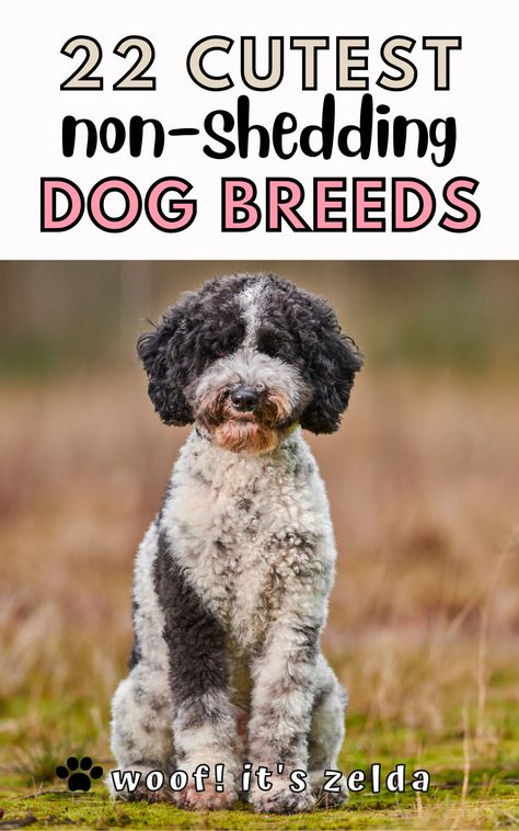 Prettiest Dog Breeds, Small Mutt Dogs, Medium Breed Dogs, Big Dogs That Dont Shed, Small Breed Dogs That Dont Shed, No Shedding Dogs Breeds, Best Family Dogs That Dont Shed, Dogs That Dont Shed, Short Hair Dogs Breeds