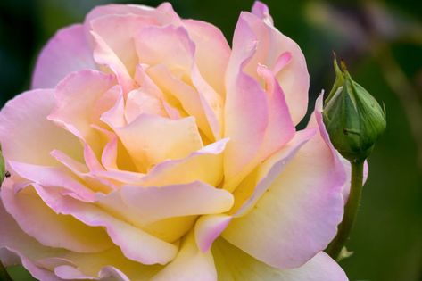 Rose Garden Ideas, Beautiful Rose Garden, Rose Companion Plants, Flower Garden Pictures, Rose Garden Design, Roses Yellow, Peace Rose, Hybrid Tea Rose, Diy Rose