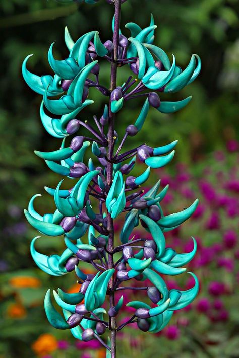 Blue Jade Vine, Amazing Flowers Unique, Jade Vine Flower, Beautiful Rare Flowers, Weird Flowers, Rainforest Flowers, Jade Vine, Funky Flowers, Jade Flower