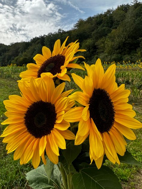 sunflower field #sunflower #field #summer #fall #fresh #aesthetic #flowers #yellow Mammoth Sunflower, Fresh Aesthetic, Sunflower Patch, Rose Garden Design, Planting Sunflowers, Flower Identification, Sunflower Pictures, Sunflower Wallpaper, Aesthetic Flowers