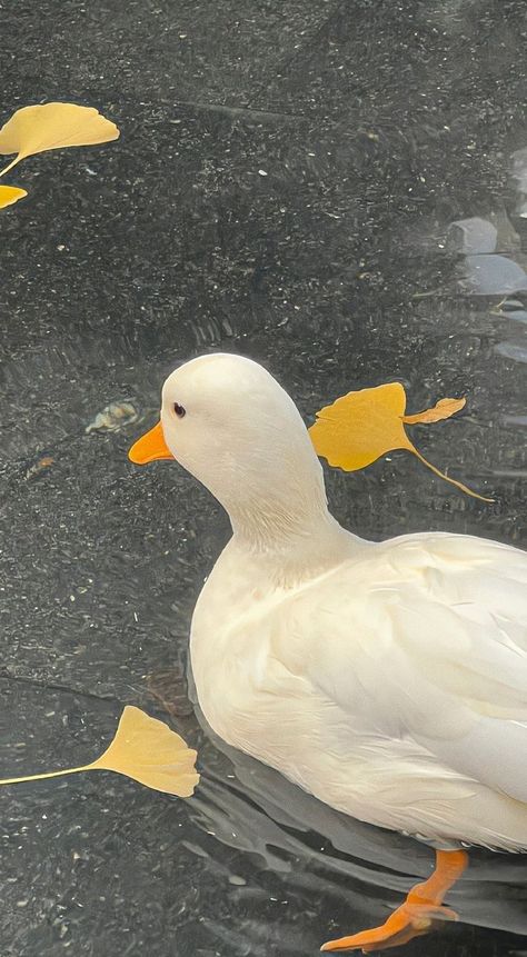 Caring for Duck Companions: A Complete Guide for New Owners | Duck Aesthetic | Pet Call Ducks Aesthetic | Duck Lover Duck Wallpaper, Wallpaper Iphone Lucu, Wallpaper Cantik, Buku Skrap, Cute Simple Wallpapers, Images Esthétiques, Cute Patterns Wallpaper, Simple Wallpapers, Aesthetic Themes