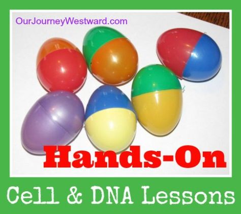 Dna Lesson, Teaching Cells, Apologia Biology, Dna Activities, Human Body Unit Study, Science Cells, Science Inquiry, Middle School Life, Classroom Science