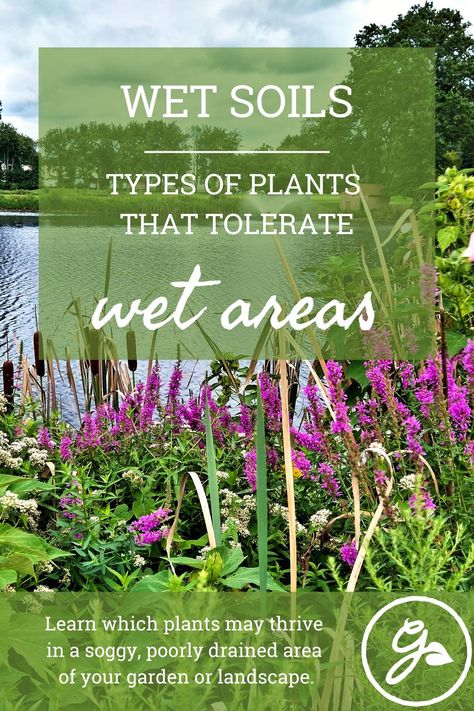 Although very few plants grow in wet areas, you can learn which plants like wet feet. Some moisture loving plants thrive in standing water and others tolerate soggy, poorly drained areas of your garden. Read more about these plants here. Water Tolerant Plants, Marsh Plants Landscapes, Plants For Waterlogged Soil, Plants That Need A Lot Of Water, Plants That Like A Lot Of Water, Plants For Soggy Areas, Plants For Water Gardens, Best Plants For Wet Areas, Plants That Like Wet Feet Perennials