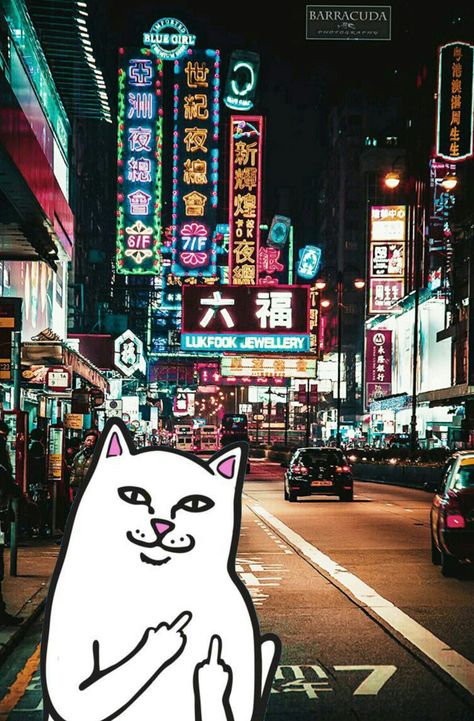 #ripndip #middle #finger #cat #wallpaper #iphone #hongkong Asian City, Hong Kong Night, Fotografi Urban, Night Street, Tall Buildings, Hong Kong Travel, Neon Aesthetic, Aesthetic Japan, Las Vegas Hotels