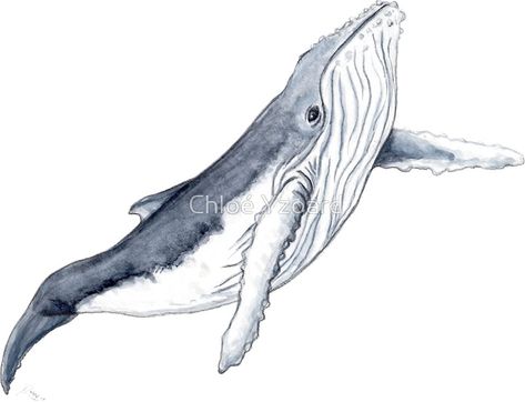 Humpback whale baby Whale Sketch, Orca Art, Whale Drawing, Baby Sticker, Whale Tattoos, Let's Make Art, Watercolor Whale, Baby Whale, Shark Tattoos