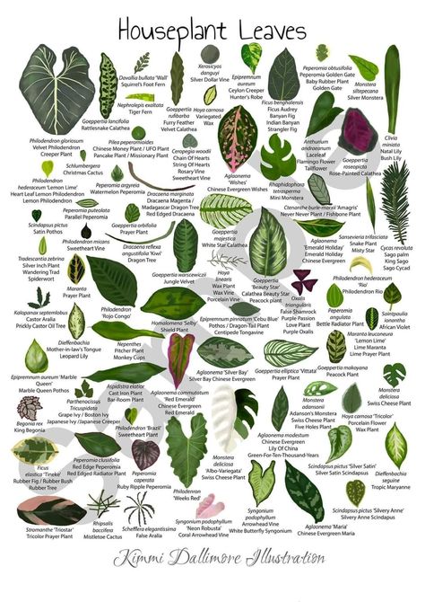 Hello! An updated version of my houseplant leaves illustration that lots of you incredible, kind and knowledgable people helped me get right! Kimmi Draws Things Take care ✌️ Scientific Names Of Plants, Houseplants Names, Plant Identification Chart, Houseplant Tattoo, Plant Leaf Identification, Houseplant Leaves, Bioactive Vivarium, Tanaman Air, Leaf Identification