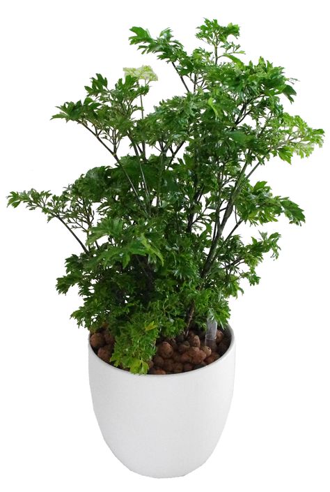 Ming Fern Plant, Ming Aralia Plant, Japanese Aralia Plant, Galaxy False Aralia, Armeria Maritima, Plantas Interior, Tropical Gardens, Plant Stands, Plant Hangers