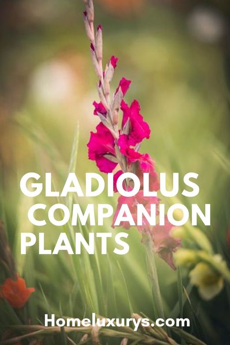 Gladiolus Planting Ideas, Gladiolus Bulbs How To Plant, Gladiolus In Garden, Planting Gladiolus Bulbs In Containers, Growing Gladiolus Bulbs, When To Plant Gladiolus Bulbs, Gladiolus Garden Ideas, Gladiolus Flower Garden, Gladiolus Landscaping Ideas