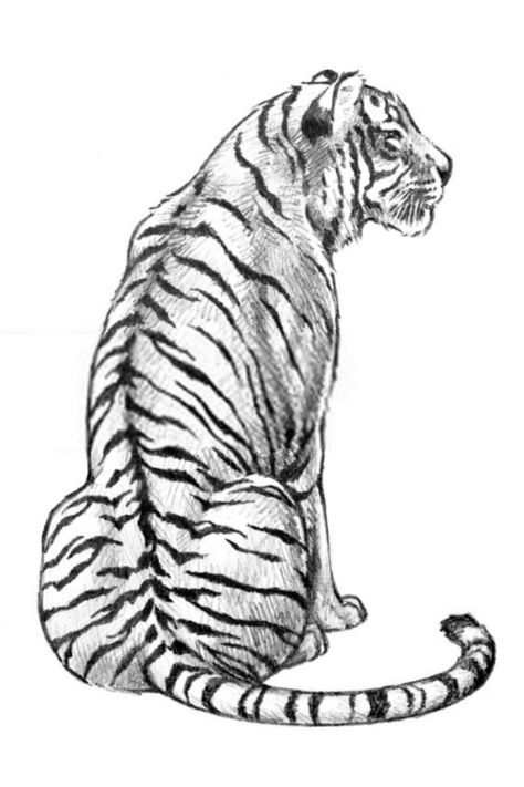 How to draw Tiger drawings #tiger #drawings #howtodraw #drawingideas Tiger Cartoon Drawing, Easy Tiger Drawing, Feline Drawing, Tiger Face Drawing, Tiger Art Drawing, Tiger Drawings, Lion Drawing Simple, Tiger Sitting, Lion Face Drawing