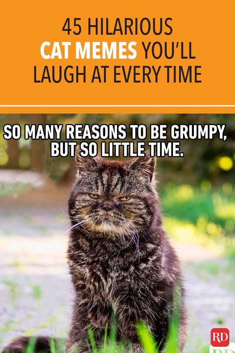 Can anything brighten a day quite like a funny cat? These hilarious cat memes are guaranteed to make you crack a smile. #cats #memes #catmemes #jokes #catjokes #humor Funny Cat Jokes Humour, Cats Quotes Funny, Scary Cats Funny, Funny Cat Sayings Humor, Funny Cat Memes Hilarious Humor, Funny Cat Quotes Hilarious, Funny Images Hilarious Humor, Funny Cat Memes Hilarious, Cartoons Funny Hilarious