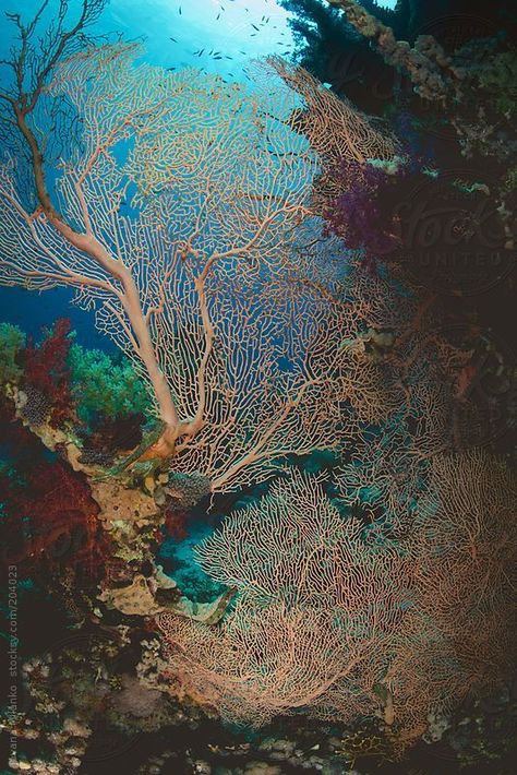 Sea Plants Underwater, Underwater Texture, Coral Reef Photography, Underwater Flowers, Mermaid Background, Fungi Art, Sea Flowers, Underwater Plants, Sea Fan