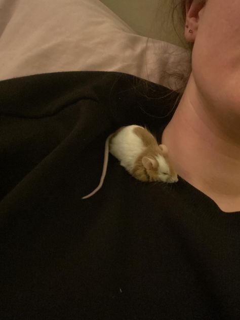 Mice As Pets, Pet Mice Aesthetic, Fancy Mouse Pet, Pet Mouse Aesthetic, Cute Rats Pets, Pet Rat Aesthetic, Cute Pet Rats, Cute Rats Aesthetic, Pet Rats Cute