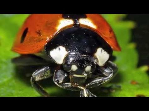 Video about the life cycle of a ladybug, specifically the seven spotted ladybug. Life Cycle Of A Ladybug, Science Life Cycles, Grade 2 Science, Insect Unit, Animal Life Cycles, Insects Theme, Classroom Videos, A Ladybug, Science Videos