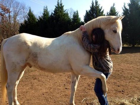 6 Horses That Hug Back | HORSE NATION Horse Tricks, Horse Riding Attire, Equine Massage, Trick Riding, Horse And Human, Equestrian Helmet, Horse Tips, Best Job, English Riding