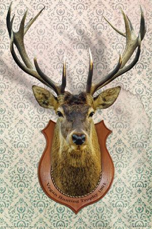 Moose Head Decor, Deer Head Mount, Mounted Deer Head, Deer Head Tattoo, Deer Head Decor, Deer Heads Mount, Taxidermy Deer, Deer Trophy, Deer Heads