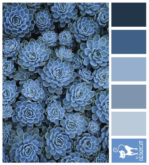 Blue sedum - Navy, Blue, Grey, Slate, Pastel  - Designcat Colour Inspiration Pallet Navy Blue Colour Pallet, Blue Pallete Pastel, Slate Blue Color Palette, Pastel Navy Blue, Pallet Blue, Blue Pallet, Interior Paint Colors Schemes, Slate Color, Blue Succulents