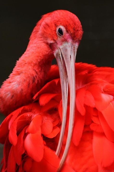 Scarlet Ibis, Paper Birds, Rare Birds, Bird Watcher, Poodle Mix, Wallpapers Images, Exotic Birds, Bird Pictures, Wallpapers Backgrounds