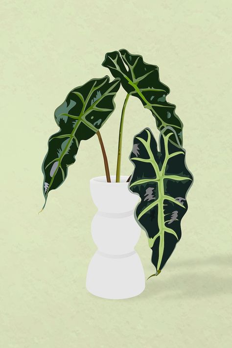 Aesthetic Plant Drawing Ideas, Indoor Plant Photography, Plant In Pot Illustration, Plant Leaves Drawing, Plants Illustration Art, House Plant Illustration, African Mask Plant, Illustrated Plants, Plant Icons