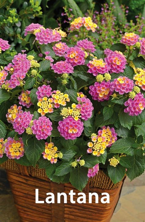 Full Sun Container Plants, Lantana Plant, Small Yard Landscaping, Container Garden Design, Container Gardening Flowers, Flower Garden Design, Small Yard, Drought Tolerant Plants, Ornamental Plants