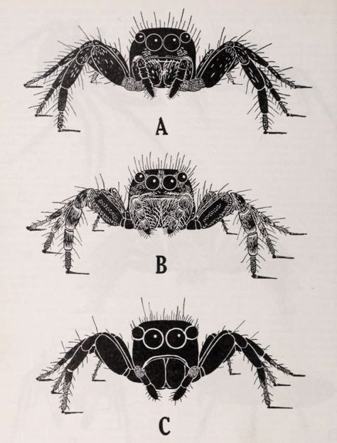 Entomology Illustration, Types Of Spiders, Spider Illustration, Spider Drawing, Jumping Spiders, Spider Tattoo, Bug Art, Spider Art, Jumping Spider