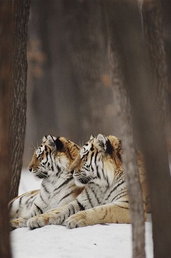 Koucher and Niurka at rest in the woods of their reserve in the village of Gayv oron. by Dr. Maurice G. Hornocker Two Tigers, Tiger Cubs, Photo Animaliere, Gato Grande, Siberian Tiger, Cheetahs, White Tiger, Alam Yang Indah, Animal Planet