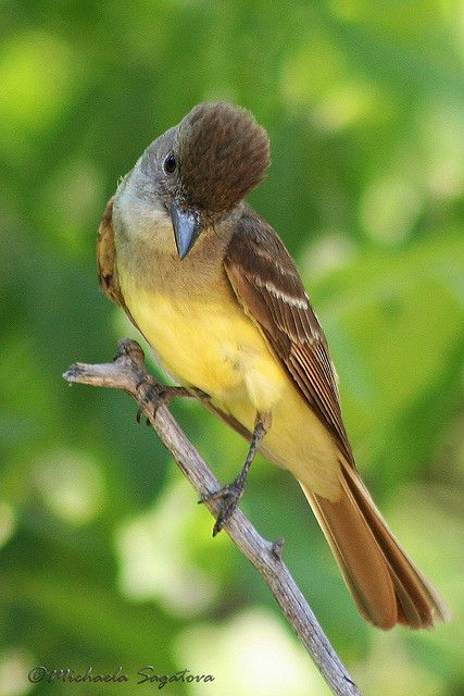 Um papa-moscas grandes, assertivo com ricos detalhes em marrom-avermelhada e uma barriga amarelo-limão, Great Crested Flycatcher, Crested Kingfisher, Bird Eating, Conway Arkansas, Eastern Woodlands, Kinds Of Birds, Bird Watcher, Backyard Birds, All Birds