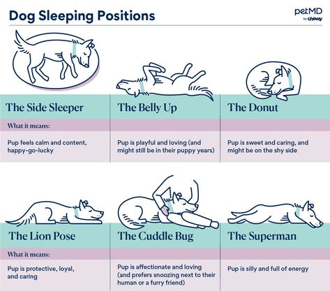 6 Dog Sleeping Positions and What They Mean | PetMD Dog Positions Meaning, Dog Sleeping Drawing, Dog Sleeping Positions Meaning, Dog Drawing Sleeping, Sleeping Positions While Pregnant, Dog Yawning, Dog Not Sleeping Through The Night, Dog Sleeping Positions, Dog Sleeping In Bed