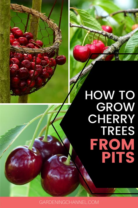 Growing Cherry Trees From Pits, How To Grow A Cherry Tree From A Pit, Cherry Tree From Seed, Fast Growing Fruit Trees, Growing Cherry Trees, How To Grow Cherries, Cherry Seeds, Potted Fruit Trees, Cherry Plant