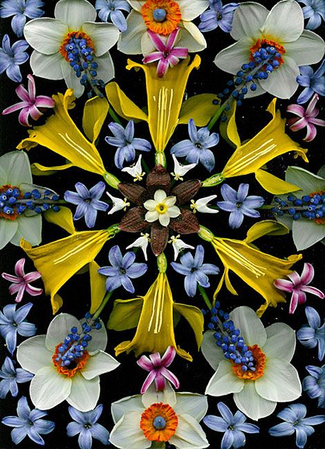 cocoroachchanel:    fritilaria, 2004, portia munson Things Organized Neatly, Mandalas Drawing, Wallpaper Pastel, Flower Mandala, Land Art, Design Graphique, Fractal Art, The Shape, Flower Arrangement