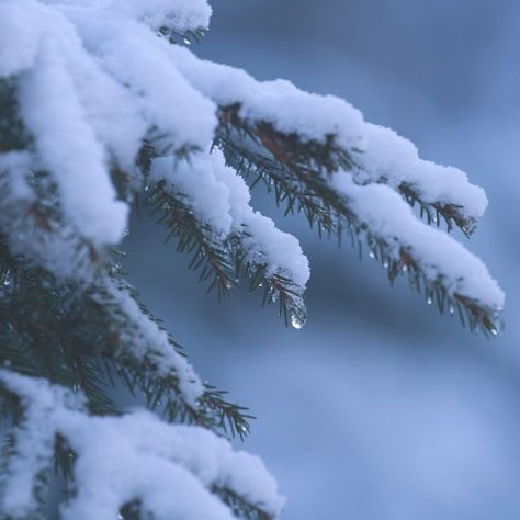 Fairy Winter Aesthetic, Dreamy Winter Aesthetic, Elegant Winter Aesthetic, Harsh Winter Aesthetic, Winter Soft Aesthetic, Snow Elf Aesthetic, Light Blue Winter Aesthetic, Frosted Aesthetic, Cold Blue Aesthetic