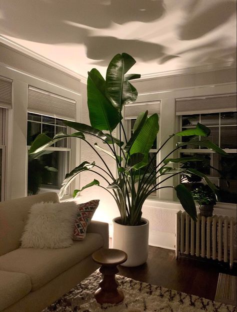 Big Green Plants Indoor, Large Floor Plants Living Rooms, Big Home Plants, Modern Room With Plants, Big Plants Living Room, Big Plant In Living Room, Large Floor Plants, Large Plant Living Room, Big Plants For Living Room