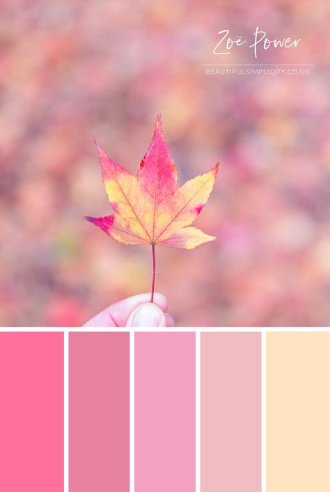 Au autumn / fall colour palette in pastel tones inspired by this beautiful Acer leaf. Available to buy as a print in a range of formats, as well as greeting cards, postcards, notebooks, stickers, tote bags, coasters and more. #colourpalette #colorpalette #pastel #autumn #fall #Acer #leaf Fall Pink Palette, Pastel Autumn Aesthetic, Pastel Tones Palette, Fall Pastel Colors, Character Color Palette, Fall Colour Palette, Autumn Colour Palette, Pastel Autumn, Aqua Color Palette