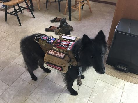 Black Husky, Service Dogs Gear, Dogs Stuff, Service Dog Vests, Dog Vests, Service Dog, Big Dog, Dog Gear, Service Dogs